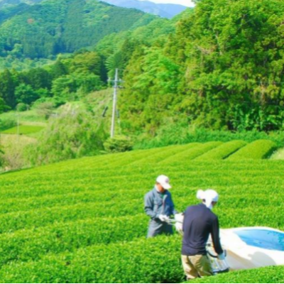 限定商品！ 神奈川県のお茶で作りました🍃