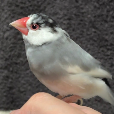 文鳥のお酒とお菓子🐥