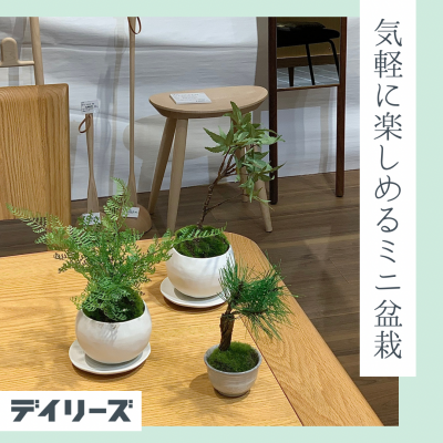 ミニ盆栽　新しい器が新登場♪
