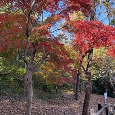 日吉の紅葉をご紹介！🍁