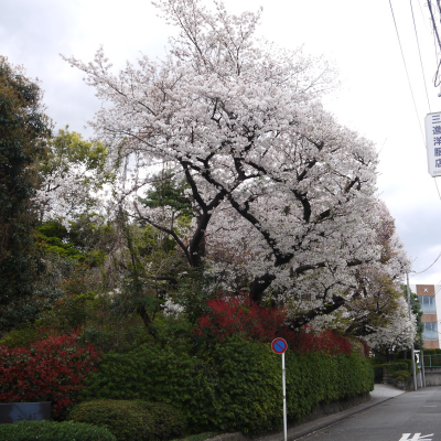🌸日吉の桜をご紹介！🌸