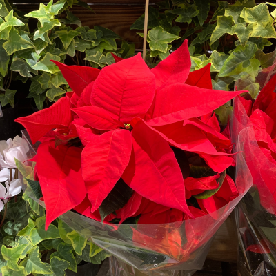 【期間限定出店】きれいなお花はいかがですか？